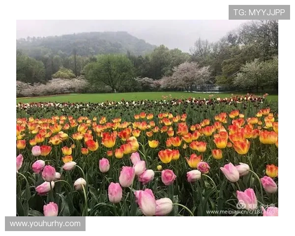 《花海之巅 王者争锋 绽放英雄梦想的荣耀之路》
